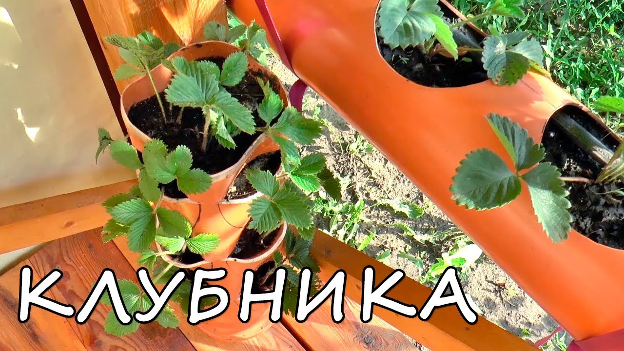 ВЕРТИКАЛЬНАЯ ГРЯДКА для КЛУБНИКИ в ТРУБЕ ПВХ своими руками.