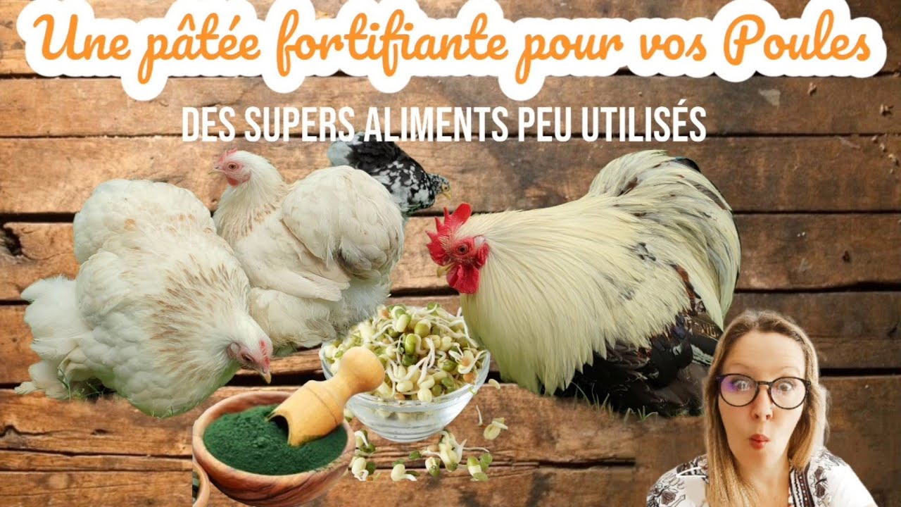 Alimentation poule recette de pâtée fortifiante pour la fin de  mue et début d'hiver