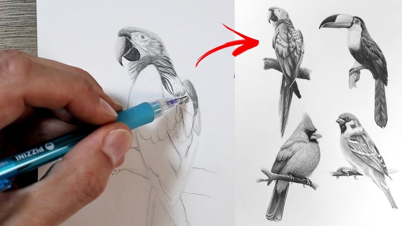Cómo DIBUJAR AVES | Técnicas Paso a Paso