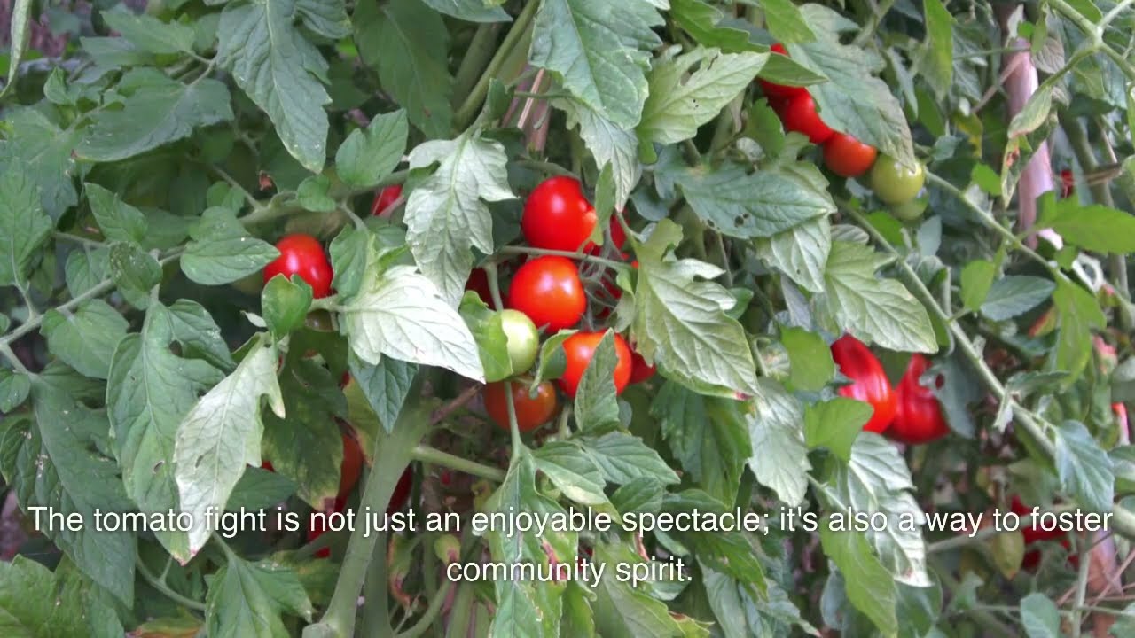 La Tomatina: The Epic Tomato Battle in Bu&ntilde;ol, Spain