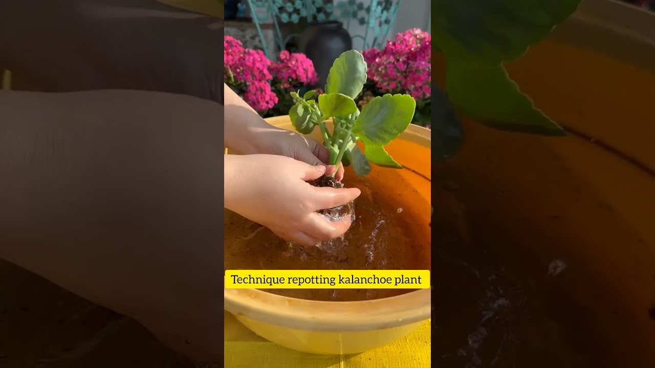 How to repotting kalanchoe plant #prune #bonsai #indoorplants #succulent #replanting #plants
