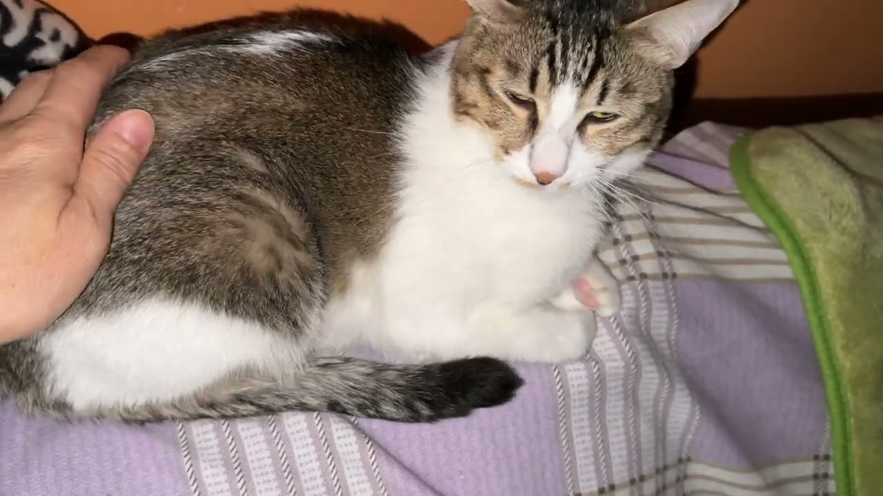 Feb09 2026 @frankip023 #cat #貓咪日常 With my cats