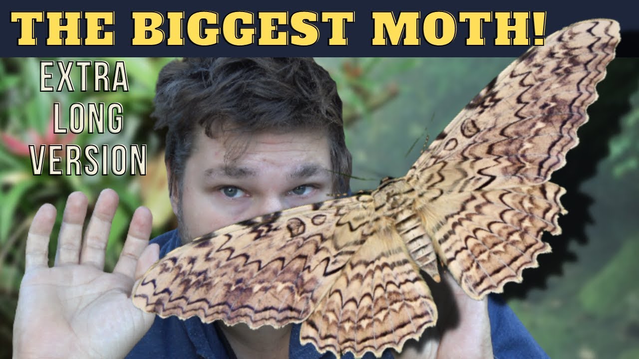 Worlds BIGGEST Moth: White Witch Moth (Thysania agrippina) - Ecology, Biology + MY OBSERVATIONS