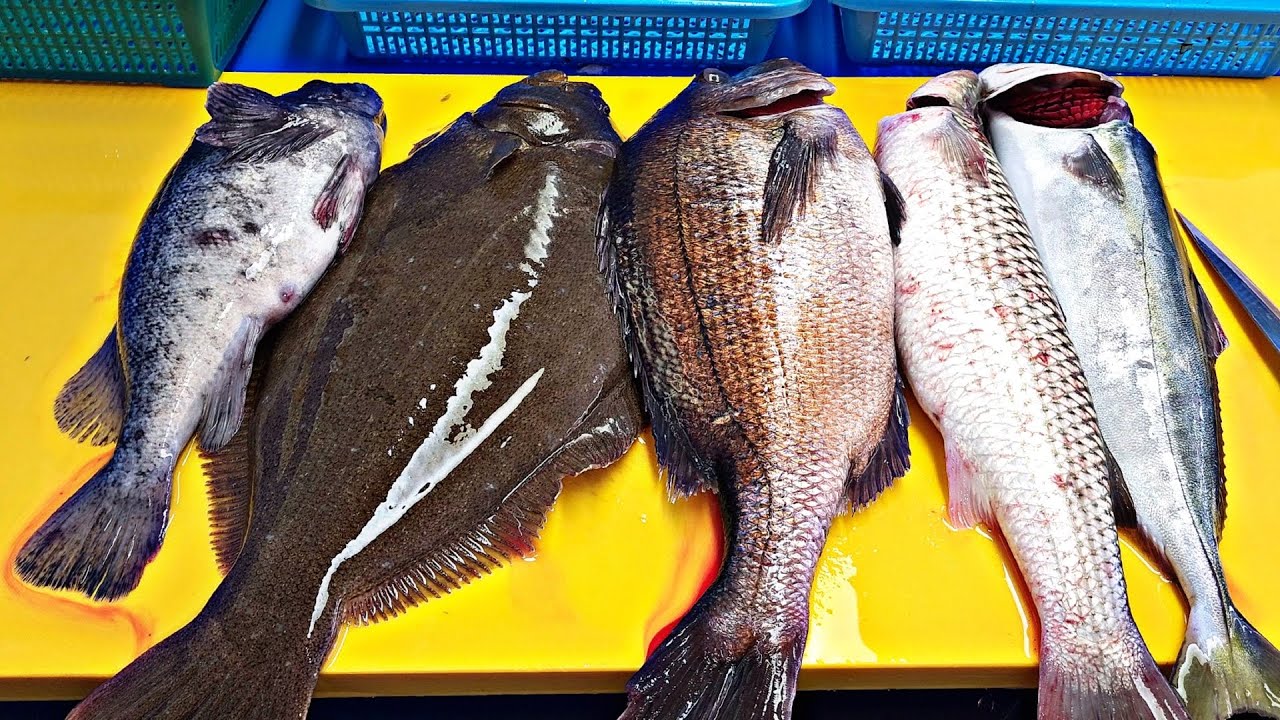 참돔 우럭 방어 밀치 광어 모듬회 2판!