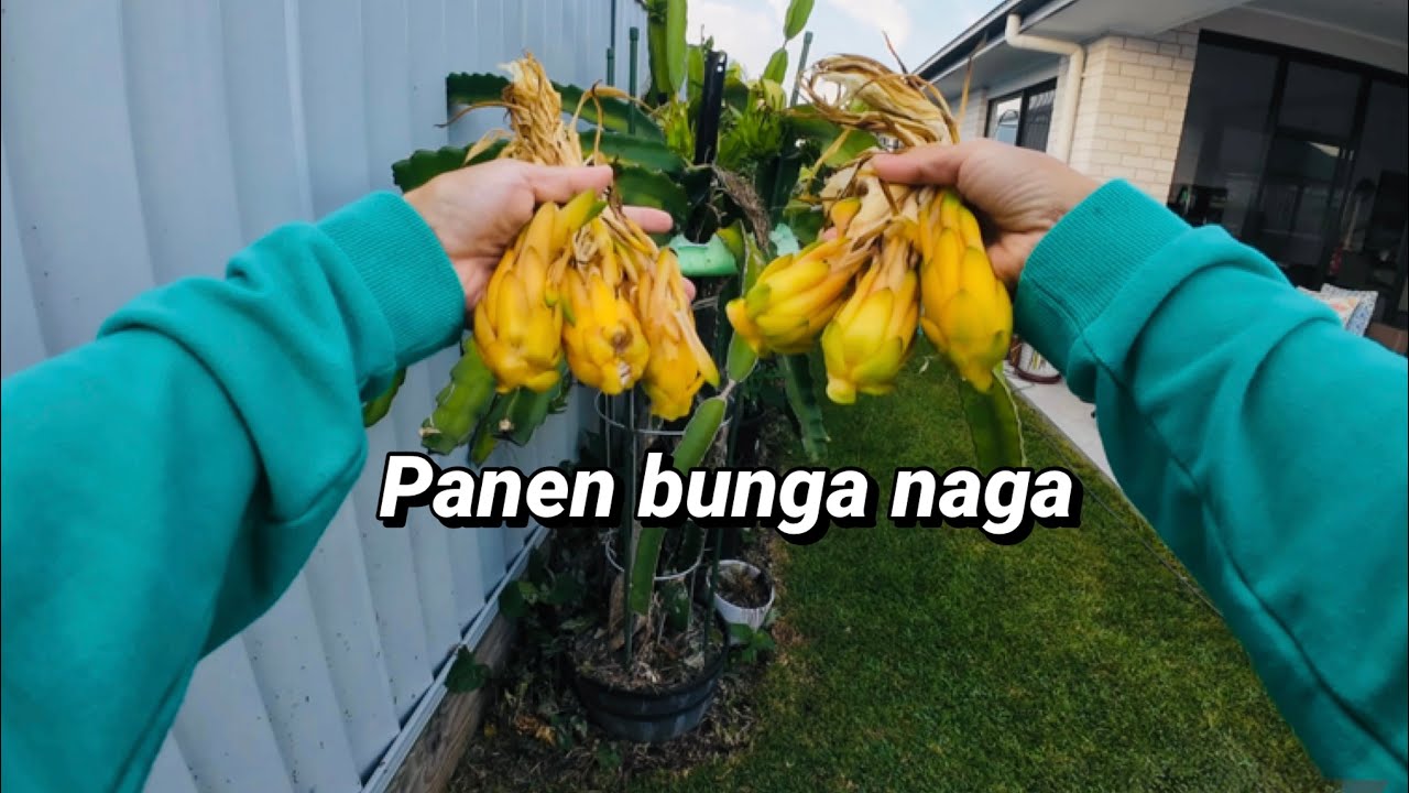 Berkebun buah di lahan sempit Australia | Buah naga gagal panen, beres-beres santai di kebun