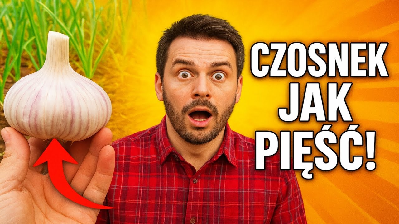 W sierpniu zrób to ze swoją grządką, a czosnek będzie jak pięść! 🧄 To niezawodny sposób na olbrzym