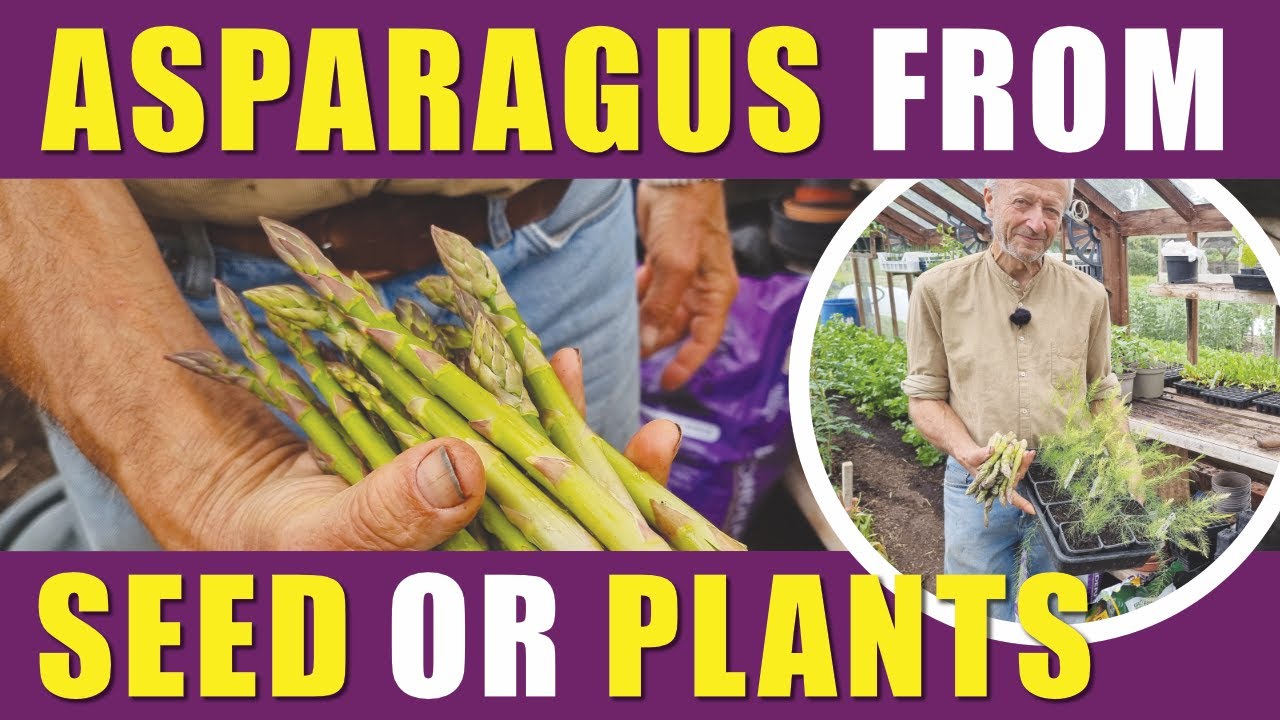 How to Grow Asparagus | From Seed or Crowns No-Dig Advice