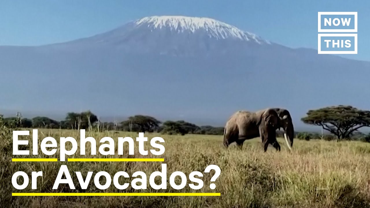 Avocado Farming in Kenya Threatens Elephants