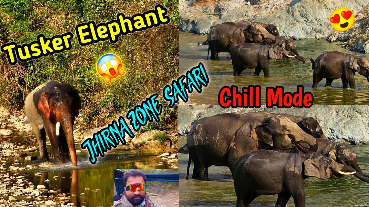 Tiger vs Elephant  in jhirna zone Elephant Attacks Tiger