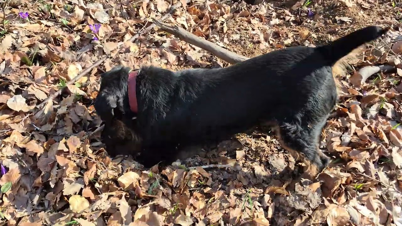 Jagdterrier digging in the forest 🐕 ‼️ 👌 