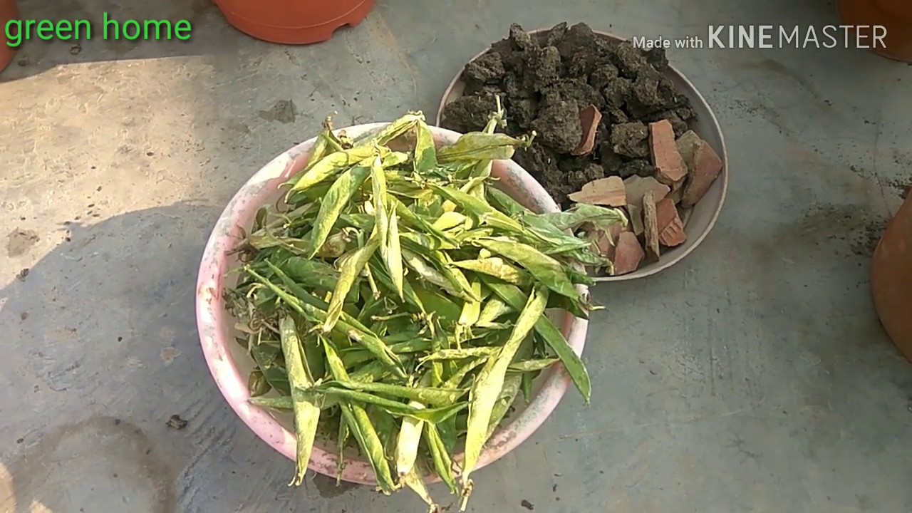 पौधों मे मटर के छिलके का प्रयोग