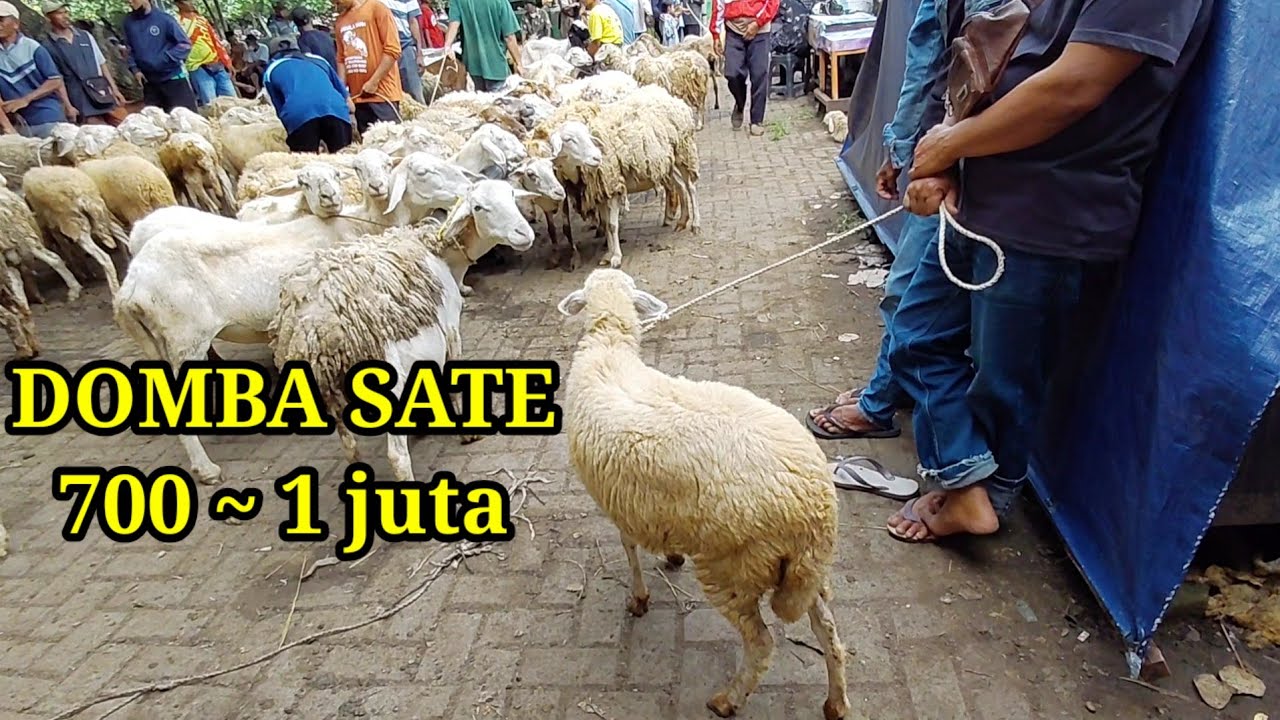 DOMBA SATE‼️MENDING TUKU SATE OPO TUKU WEDUSE ⁉️
