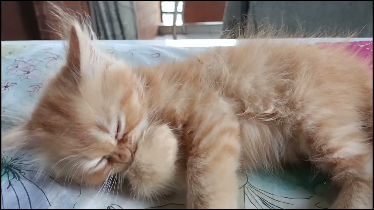 Cute Baby Simba