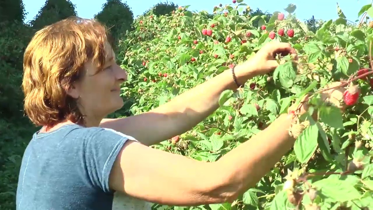Počela sezona branja malina u bajinobaštanskom kraju