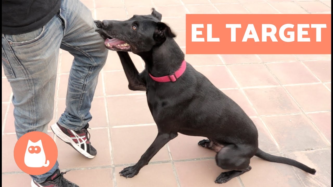 EL TARGET en el adiestramiento canino