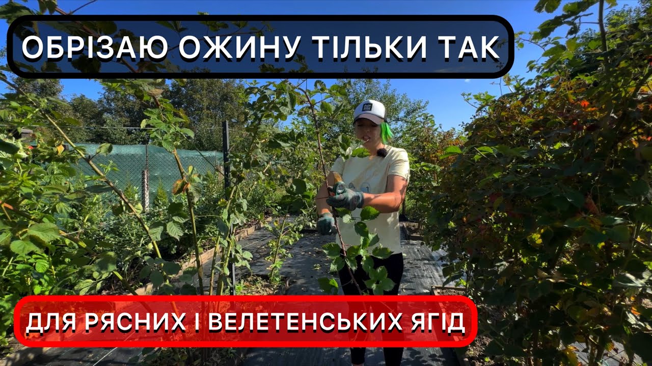 Як правильно обрізати ожину восени. Підживлення, обробка та підготовка до зими.