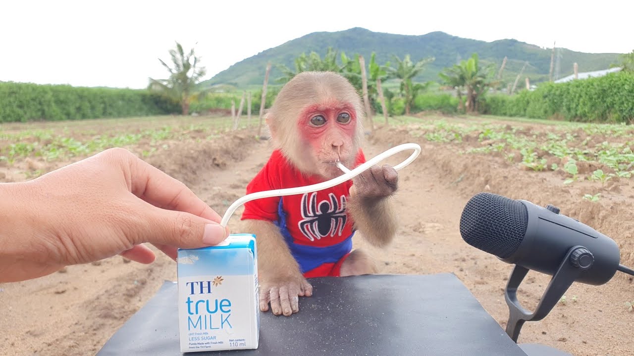 Baby Monkey Drinks Milk With Smart Rope