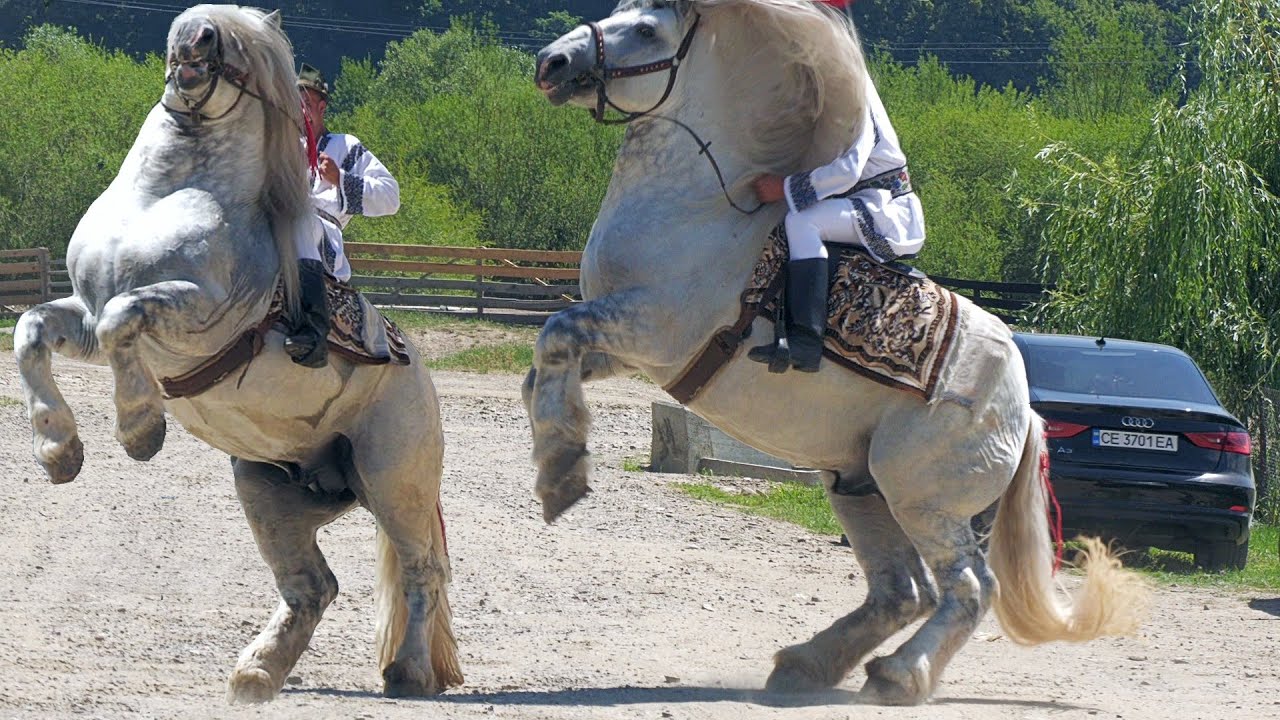 Armăsarii lui Betean Tian de la Vicovu de Sus-Bucovina 2024