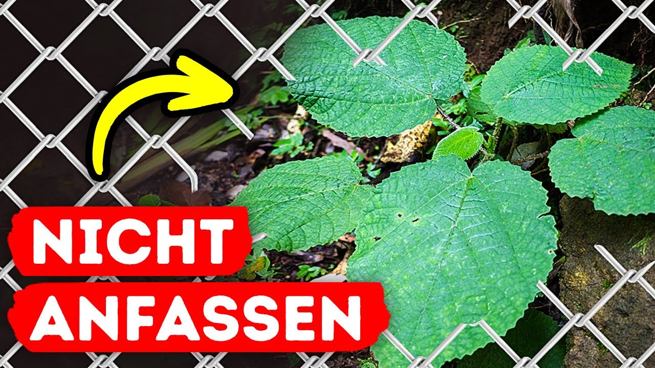 Gifthärchen, die du nie wieder vergisst || Die gefährlichsten Pflanzen der Welt