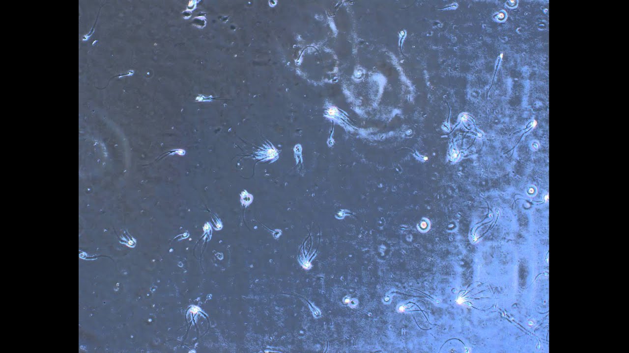 sperm aggregation Evo Bio