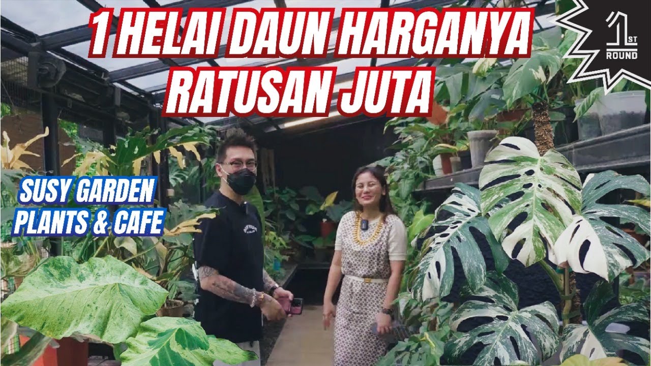 Surganya Tanaman Sultan Di Bekasi Sehelai Daun Harganya Ratusan Juta!! Susy Garden (Plant & Coffee)