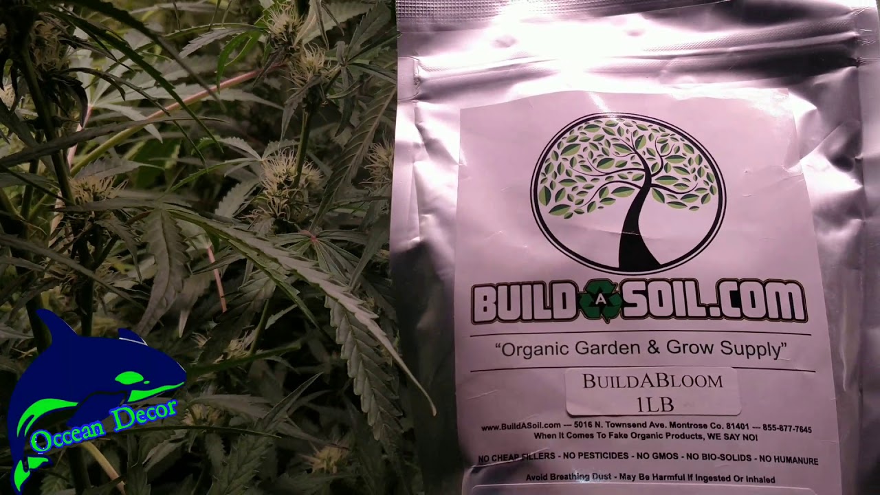 Auto Flowers - Day 50 from seed germination