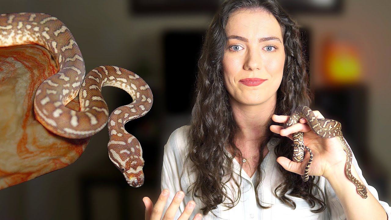 How to Read Your Snake -  Body Language 101