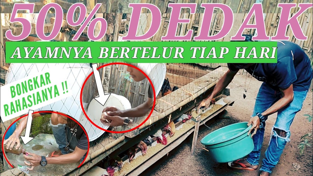 PAKAN MURAH INDUKAN AYAM KAMPUNG !!