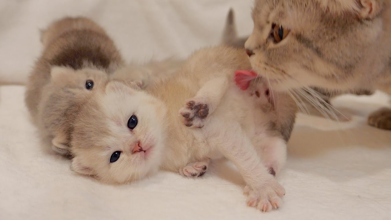 The kittens who are being treated as mother cats are too defenseless and too cute.