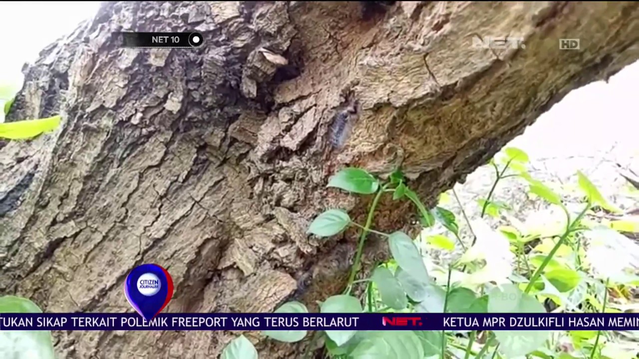 Serangan Hama Ulat Bulu Serang Pemukiman Warga - NET10