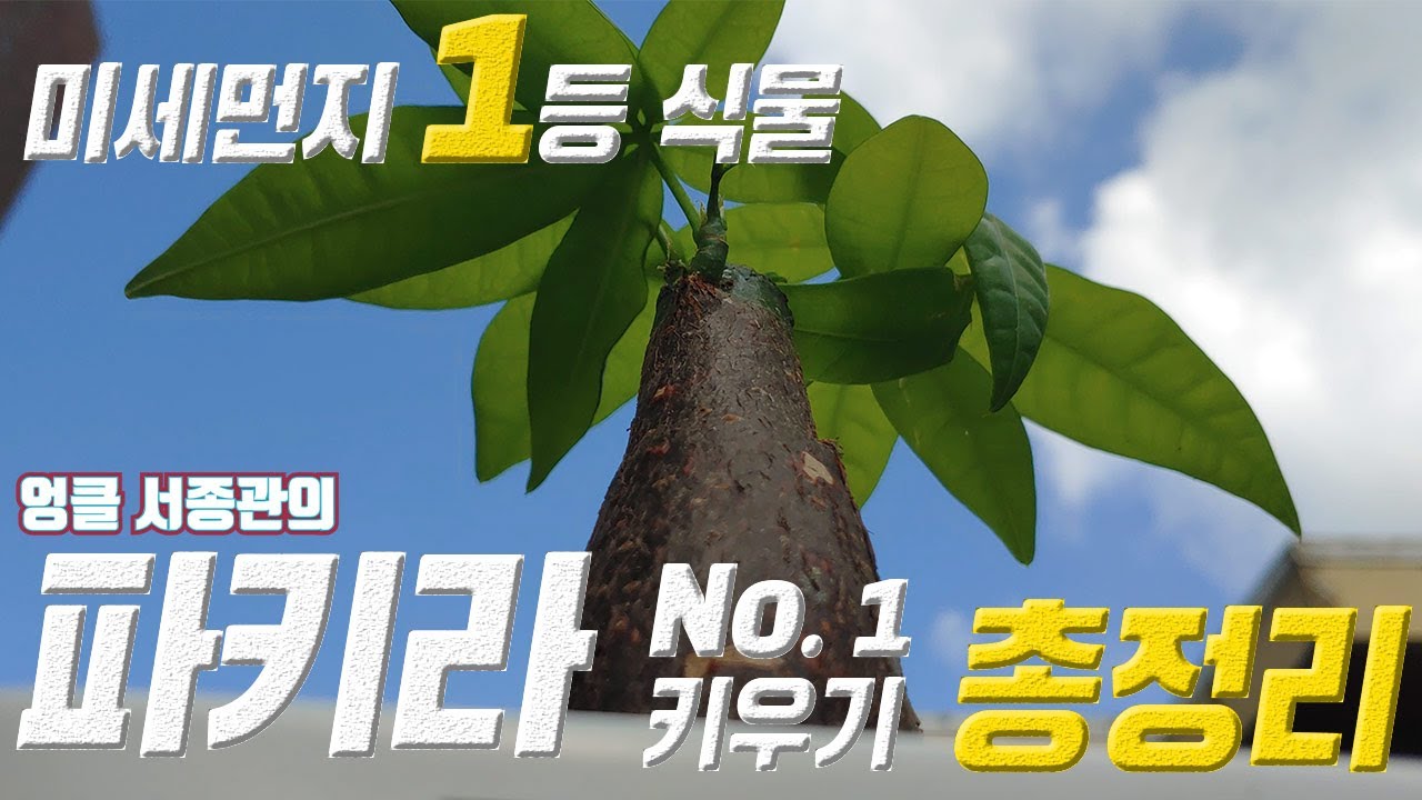 파키라 키우기 🍒 파키라 번식 파키라 삽목