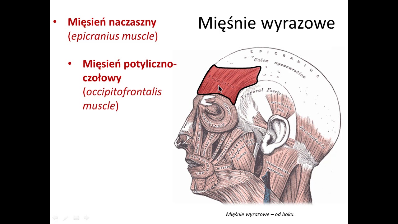 Mięśnie głowy (wstęp)
