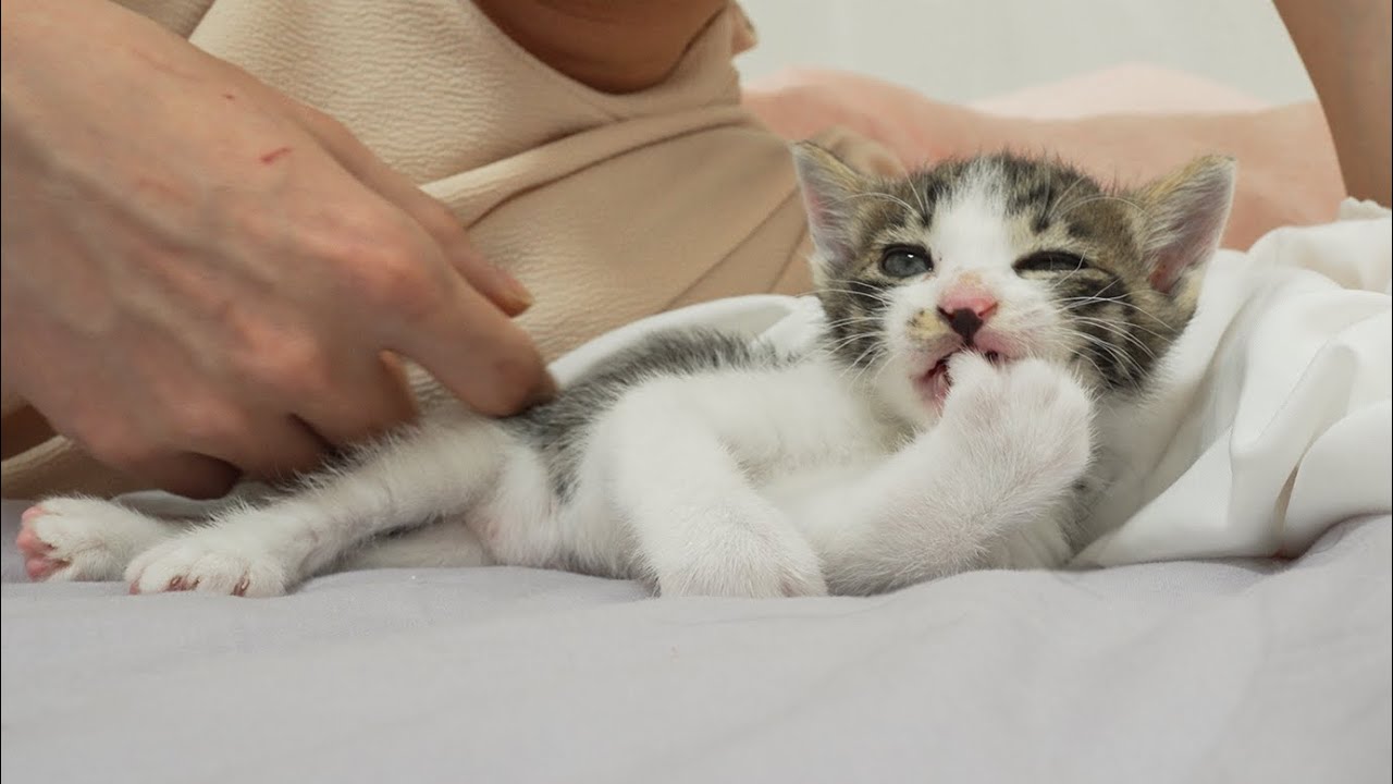 A Baby Kitten Wants to Groom his body Well, but it's still difficult