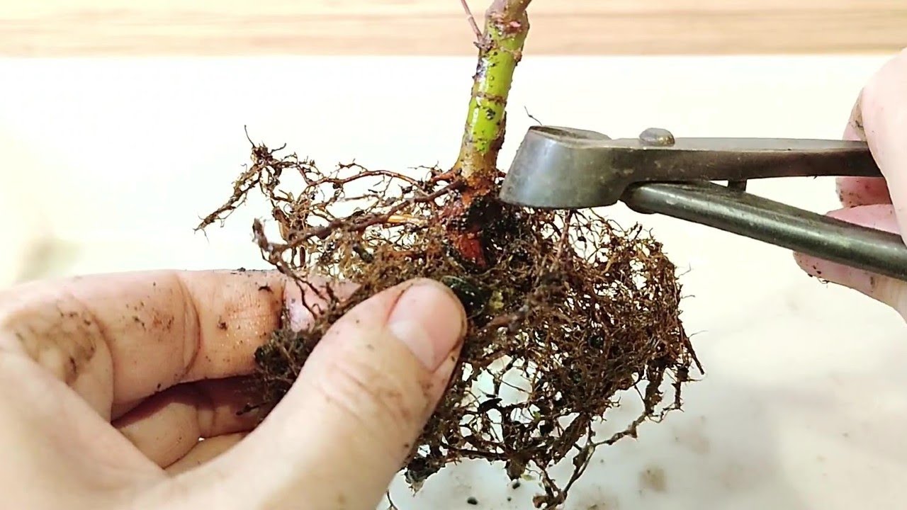 Primeros Pasos con Arce Palmatum Yamamomiji - BONSÁI