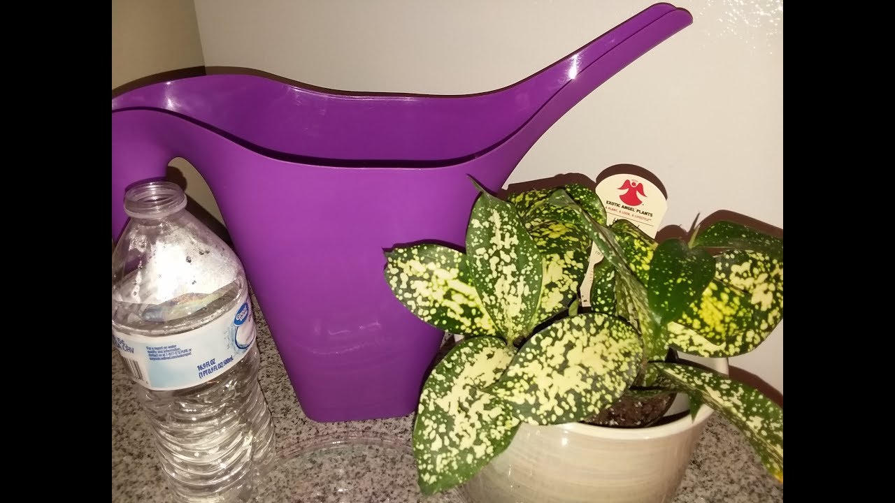 Florida Beauty (Dracaena Godseffiana) Care Tips