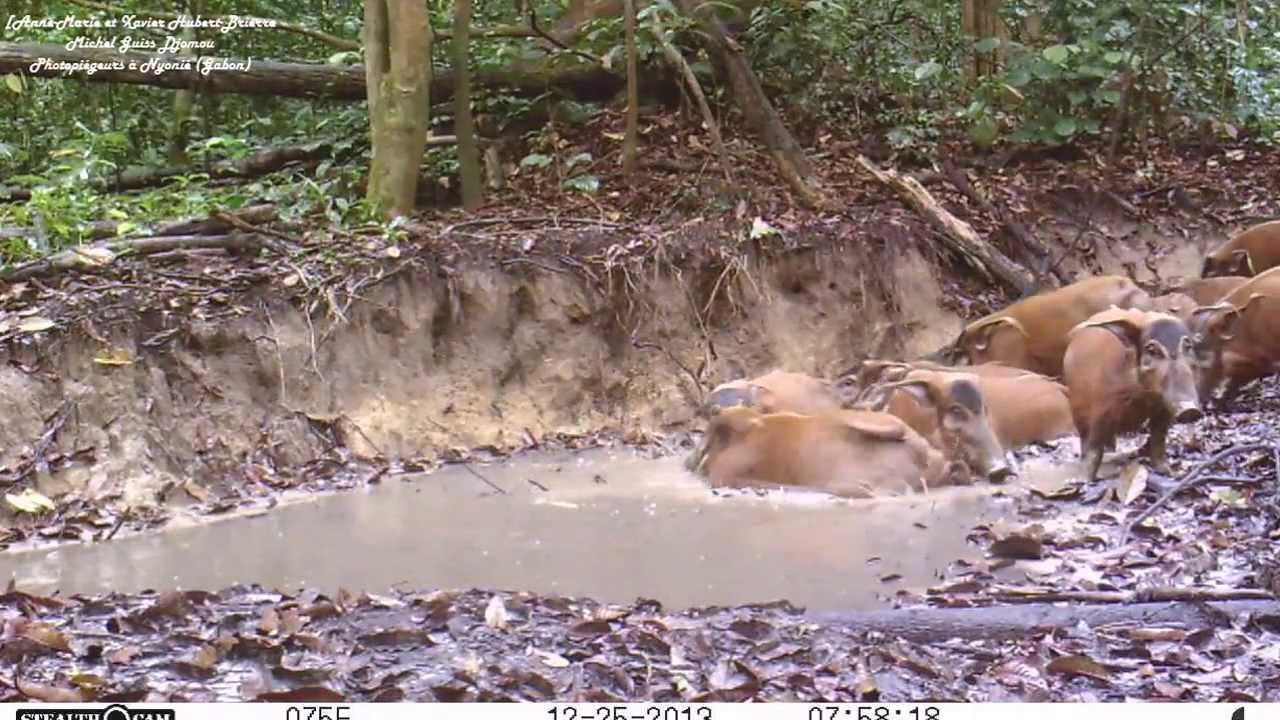 une harde de potamoch&egrave;res f&ecirc;te no&euml;l dans un bain de boue pr&egrave;s de Nyoni&eacute; au Gabon