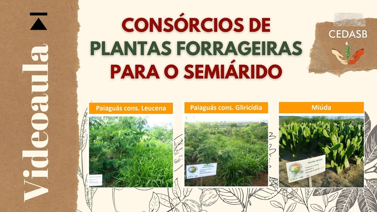 Consórcios de Plantas Forrageiras para o Semiárido - videoaula [ATER a Distância]