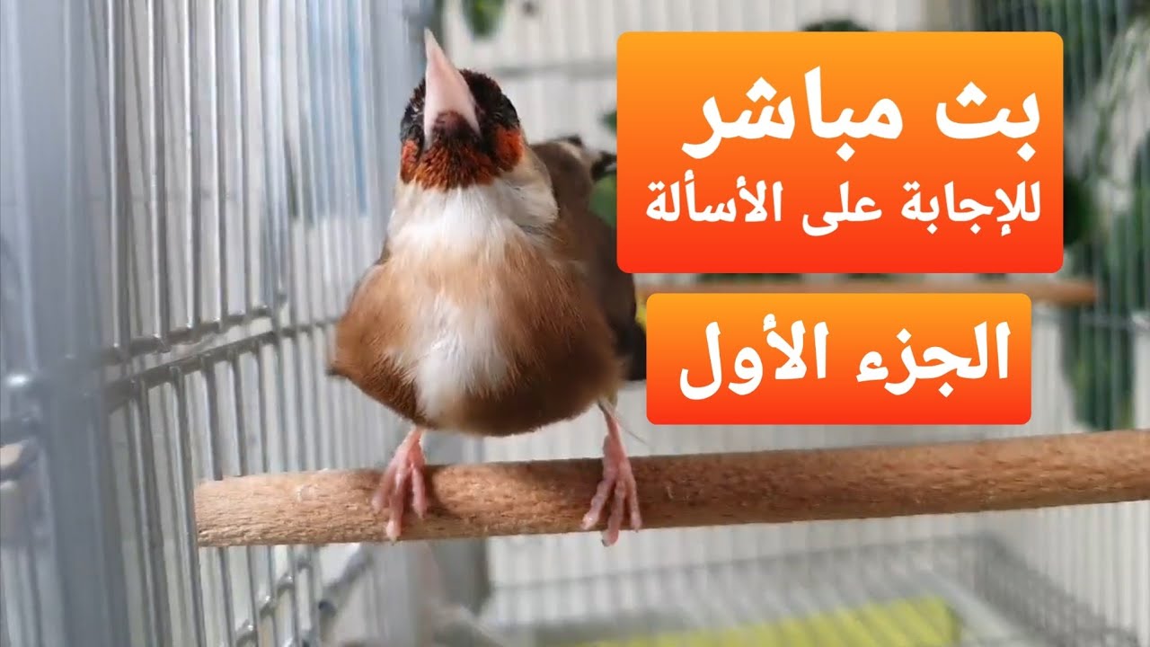 #سامي_محيوس في الجزء الأول  من بث مباشر يرد أسألة تخص #تربية_الحسون مواضيع جد قيمة مشاهد ممتعة