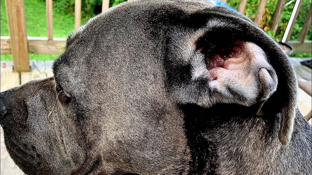 A Day in the Life of Rome: Brindle Cane Corso's Vigilant Daily Routine