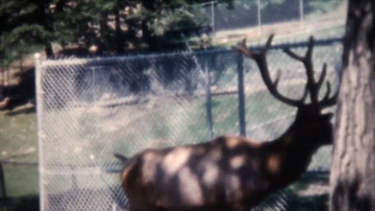 Binghamton NY Ross Park Zoo in the 1960s on 8mm film