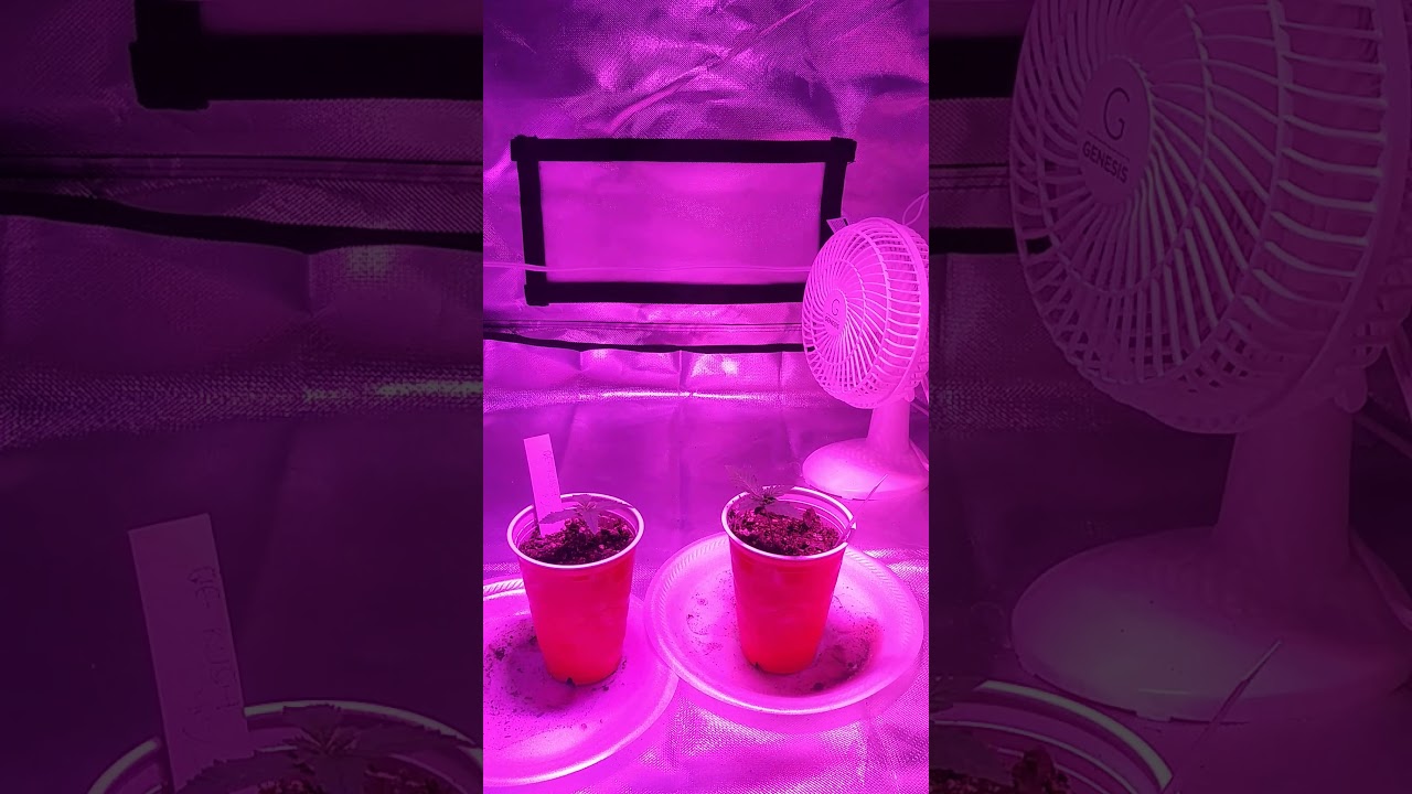 Real life first time grower