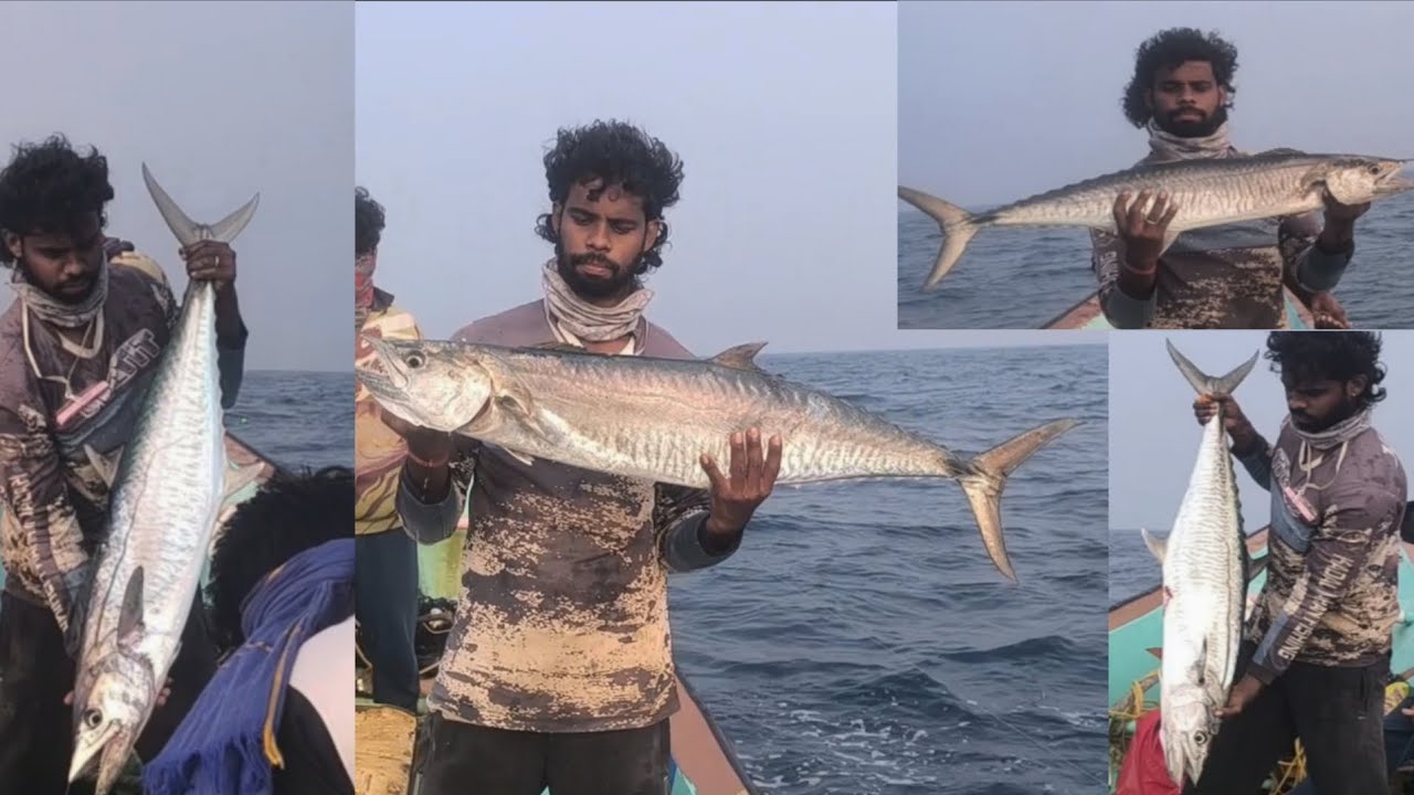 அதிகளவில் வஞ்சரங்கள 🎏🐬 king mackerel fishing #fishing #fish #youtubevideo 