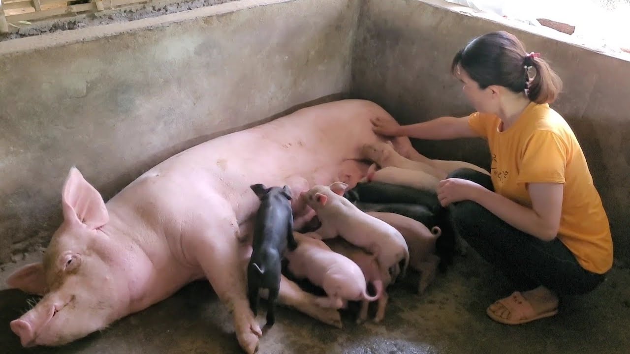 Video about the pig care process from birth, until sale.  (Episode 60).