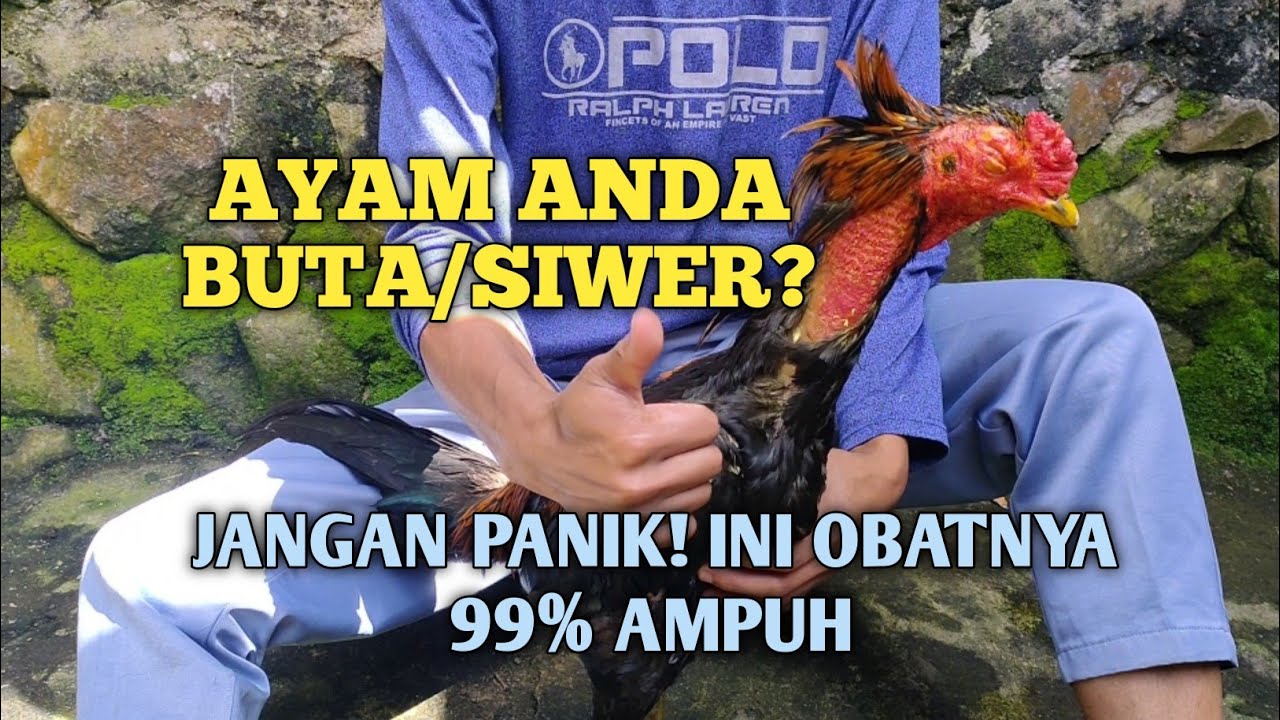 Cara Ampuh! Mengobati Ayam Buta/Siwer
