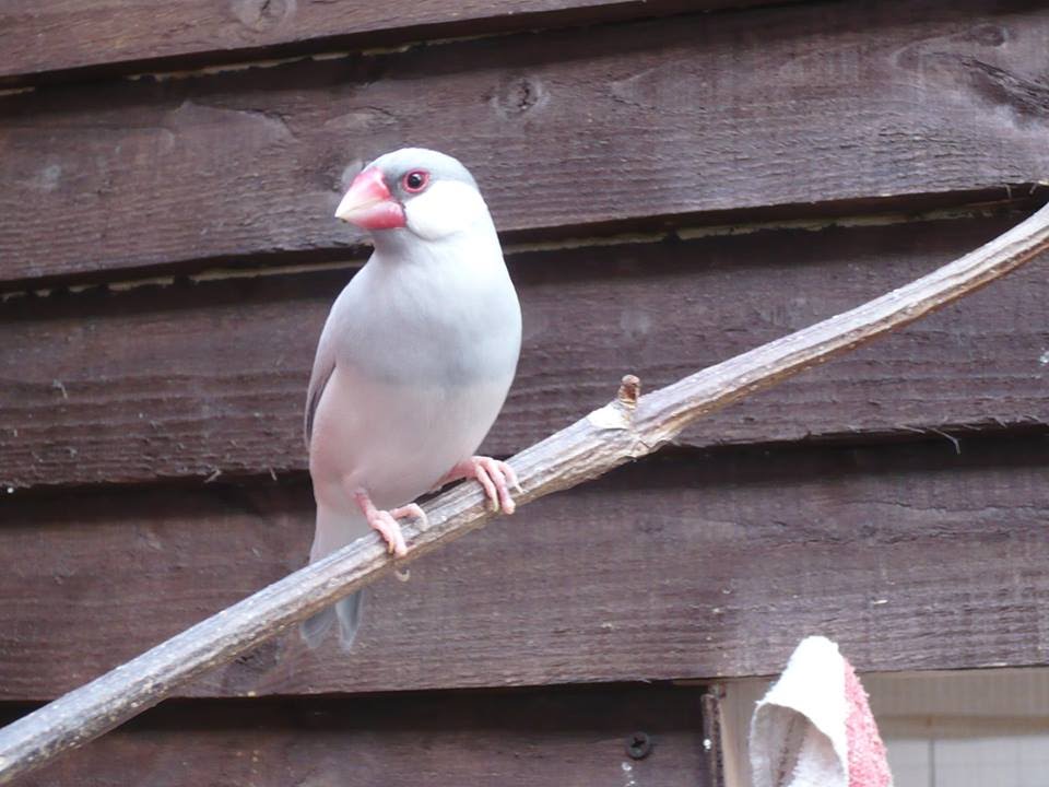 Silver Java Sparrow
