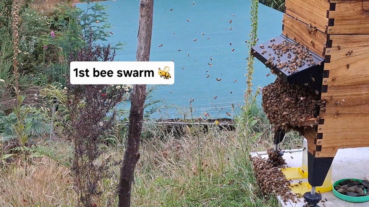WITNESSED our 1st LIVE bee swarm 