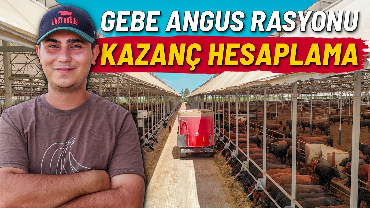 Gebe Angus Rasyonu | Kazanç Hesaplama