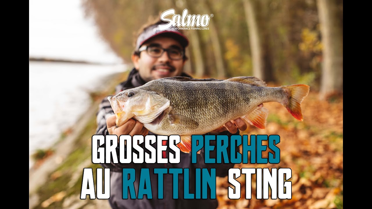 GROSSES PERCHES au Rattlin Sting - Keyvan PIROUZ