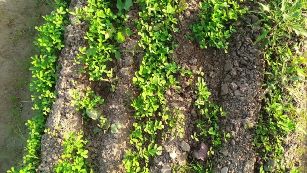 Mover conditioner for Alfalfa hay making in sand dunes on PQNK