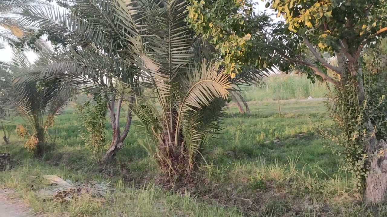 ارض ٩ دونم طابو  في كربلاء شارع بغداد بعد الإمام عون بتجاه بغداد